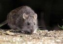Preocupación por hantavirus: 24 aislados y una mujer fallecida en Bariloche