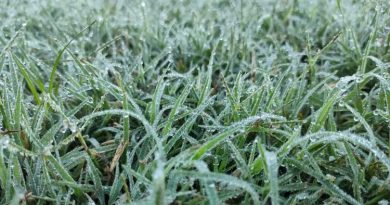 Heladas. Dónde se registraron las temperaturas más bajas de este domingo