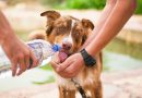 🔊 – Cómo cuidar a las mascotas para evitar que sufran golpes de calor