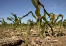 55% del suelo afectado por la sequía: dramática caída de la producción agropecuaria