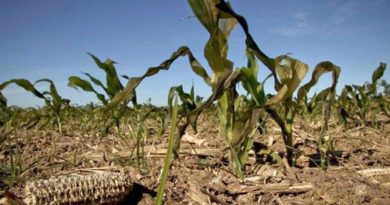 Impacto en el agro: sólo dos departamentos de Córdoba escapan a la sequía