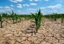 Clima: advierten por los efectos de un avance irregular del “Niño”