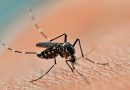 Dengue: ya se registraron 344 casos en la provincia