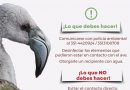 Recomendaciones ante la presencia de flamencos en ámbitos urbanos de la provincia de Córdoba