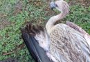 🔊 Aparecieron flamencos en zonas urbanas y ponen alerta a vecinos