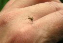 Dengue: Córdoba comenzará a vacunar en septiembre