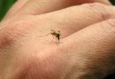 🔊 Descacharro, la principal medida de prevención del dengue