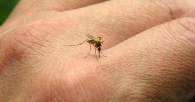 Dengue: Córdoba comenzará a vacunar en septiembre