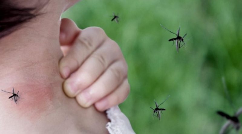Cifra récord: 8.629 nuevos casos de dengue en la última semana en Córdoba