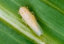 «Chicharrita» Autorizan el uso de dos insecticidas para controlar a la plaga