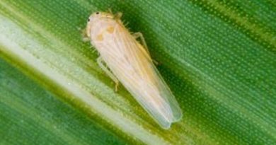 «Chicharrita» Autorizan el uso de dos insecticidas para controlar a la plaga