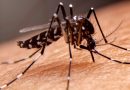 Cómo diferenciar el mosquito del dengue del mosquito común