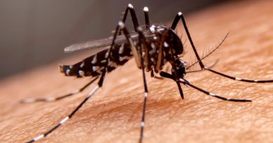 Cómo diferenciar el mosquito del dengue del mosquito común