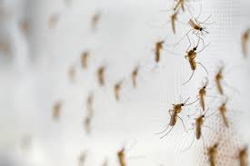 En la zona de Mar Chiquita aseguran que una gran ola de mosquitos afecta ya a sus animales