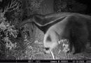 🔊  Registraron por primera vez un oso hormiguero en el Parque Nacional Ansenuza Habló Matías Carpinetto