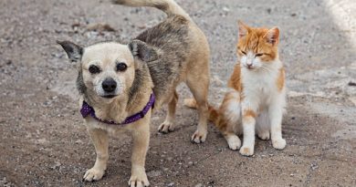🔊 Mes del Animal: Escuela Manuel Belgrano realiza campaña para perros y gatos de la calle