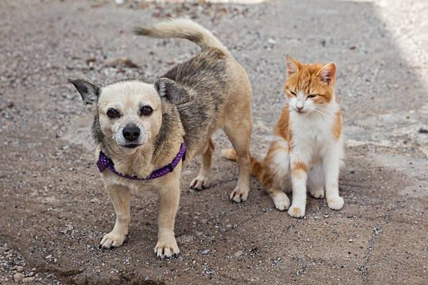 🔊 Mes del Animal: Escuela Manuel Belgrano realiza campaña para perros y gatos de la calle