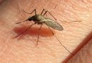 Mosquitos blindados: por qué hay una invasión a pesar de la ola de frío