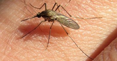 Mosquitos blindados: por qué hay una invasión a pesar de la ola de frío