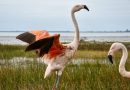 Liberaron dos flamencos australes y 48 aves pequeñas en la región Ansenuza