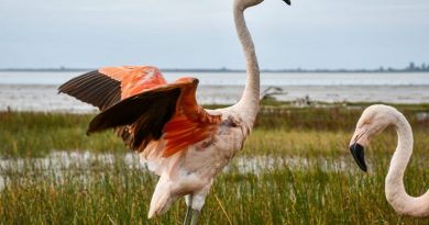 Liberaron dos flamencos australes y 48 aves pequeñas en la región Ansenuza