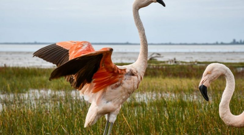 Liberaron dos flamencos australes y 48 aves pequeñas en la región Ansenuza