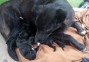 Morteros: Bomberos rescataron cinco cachorros de un pozo ciego