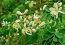 Moringa – La planta que desintoxica hígado e intestino: cómo usarla bien para aprovechar todos sus beneficios
