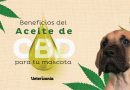 Mascotas y cannabinoides: los estudios que están cambiando la medicina veterinaria