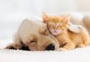 Día del animal – ¿Perros o gatos? Claves para elegir el tipo de mascota ideal