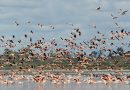 Morteros se suma al Día Mundial de las Aves Migratorias con una jornada de concientización abierta
