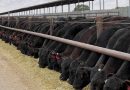 El Negocio de la Carne en Sistemas Lecheros
