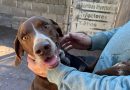 Morteros invita a visitar el Refugio Municipal de Animales
