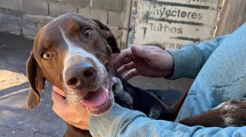Morteros invita a visitar el Refugio Municipal de Animales