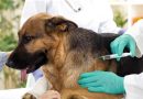 Este finde arranca la vacunación antirrábica para mascotas