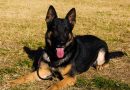 Se retiró el perro más veterano de la Brigada Canina de Policía Ambiental
