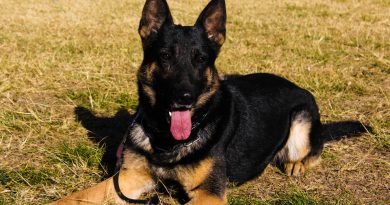 Se retiró el perro más veterano de la Brigada Canina de Policía Ambiental