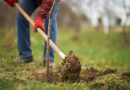Municipio y empresa privada realizan «plantación de árboles» en el ingreso sur