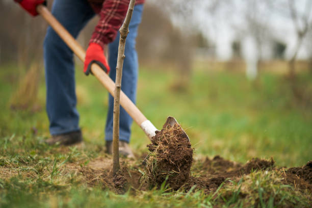 Municipio y empresa privada realizan «plantación de árboles» en el ingreso sur