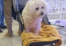 🐶 Tendencia petfriendly – En Brinkmann ya hay gente que lleva a su perro en cochecito