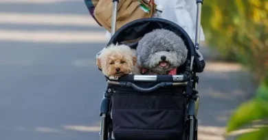 🐶 Tendencia petfriendly – ¿Por qué esta de moda llevar a los perros en cochecitos?