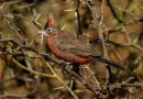 Más de 40 aves recuperadas del cautiverio regresaron a su hábitat
