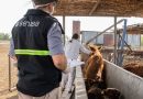 Aftosa: Senasa modifica el plan de vacunación y se dejará de inocular a vaquillonas, novillos, novillitos y toritos