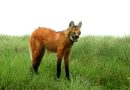 Declaran monumentos naturales provinciales a ocho especies animales