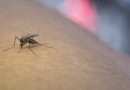 Septiembre: Mes de Prevención del Dengue