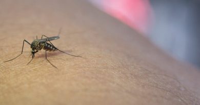 Septiembre: Mes de Prevención del Dengue