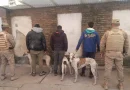 Detuvieron a tres cazadores furtivos con perros en Colonia Prosperidad