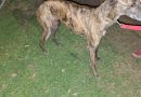 🔊Detuvieron en Brinkmann a un joven por negociar el rescate de un perro – Imputado por estafa