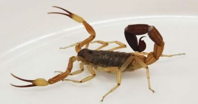 Accidentes con animales ponzoñosos: Cómo evitarlos y qué hacer si ocurren