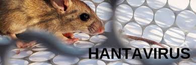 Confirmaron un muerto por hantavirus en Bariloche y dos personas permanecen aisladas